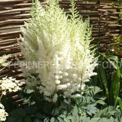 astilbe-Diamonds-and-Pearls