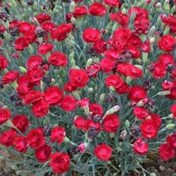 dianthus-Electric-Red
