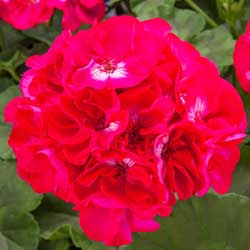 geranium-Calliope-Hot-rose