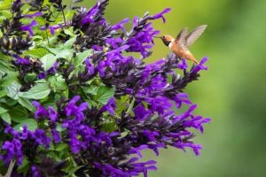 Salvia Hummingbirds Falls