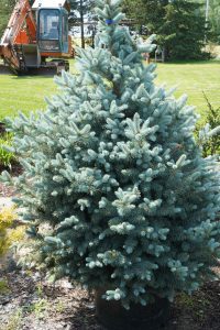 picea Baby Blue