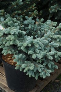 picea Thume