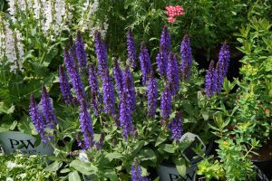 Salvia Violet Profusion
